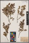 Foto von Salix aurita L.